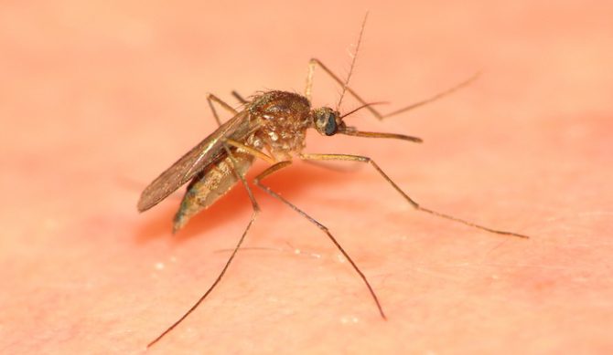 aedes